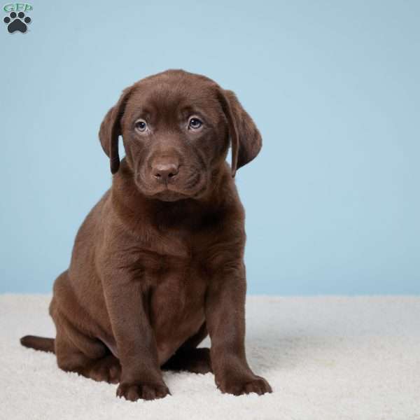 Daffodil, Chocolate Labrador Retriever Puppy
